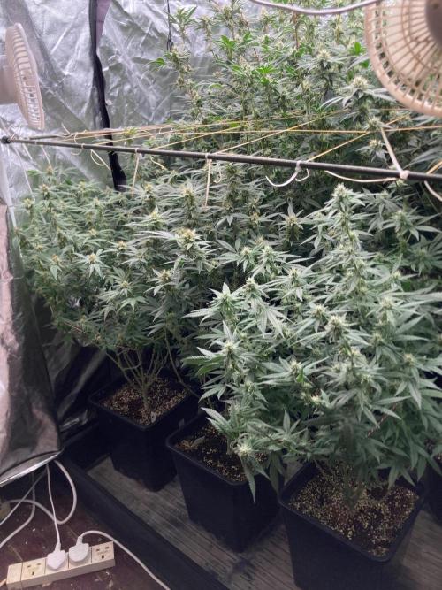 White Rhino (Green House Seeds). Week 20