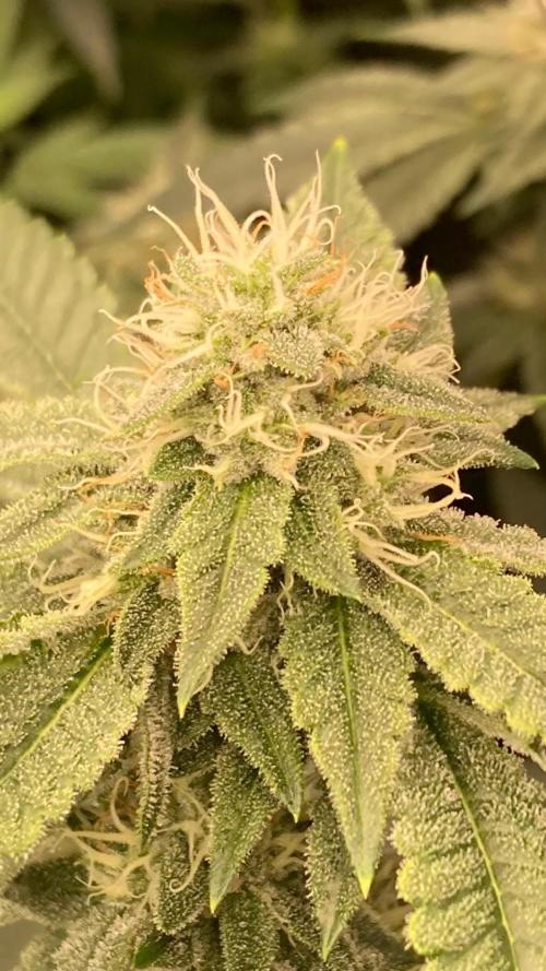Windu (Wizard Trees). Week 20