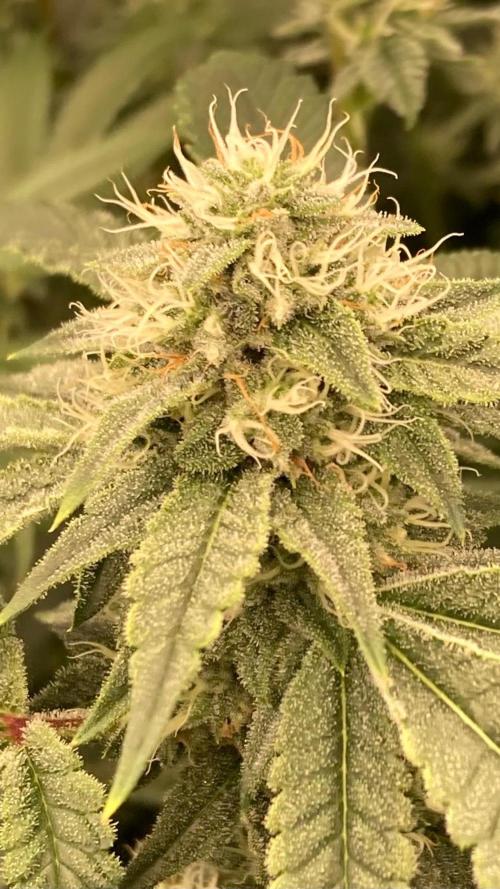 Windu (Wizard Trees). Week 20