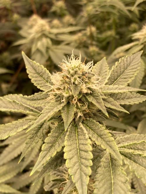 Windu (Wizard Trees). Week 20