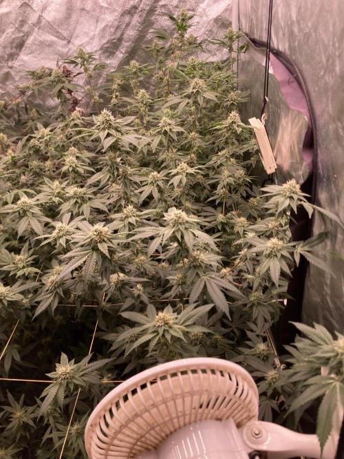 Windu (Wizard Trees). Week 20