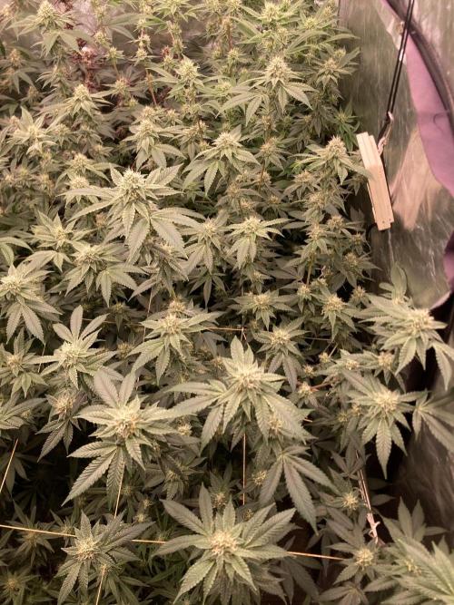 Windu (Wizard Trees). Week 20