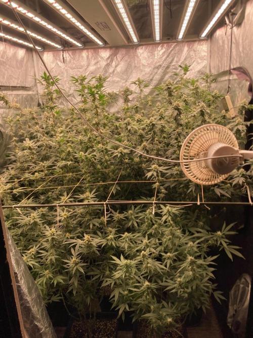 Windu (Wizard Trees). Week 20