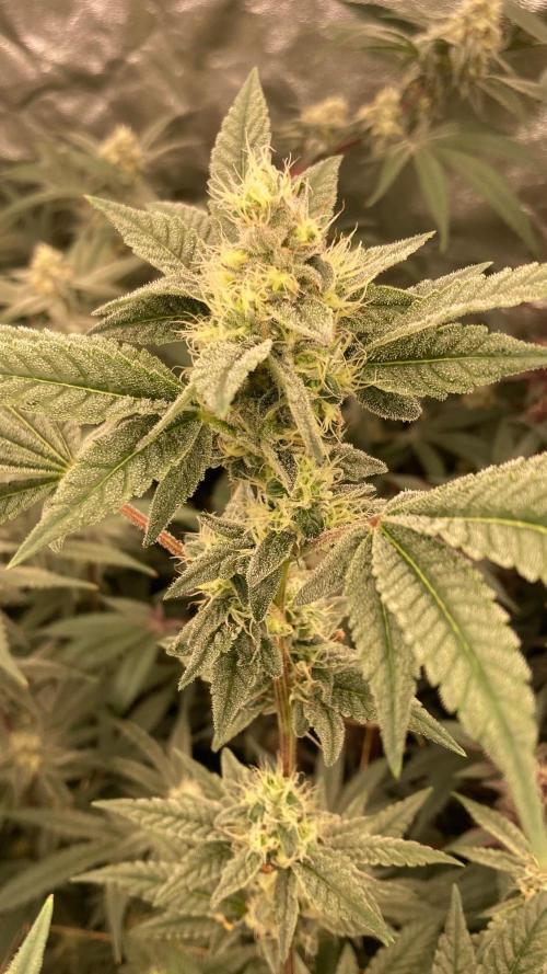 Jelly Breath S1 (In House Genetics). Week 20