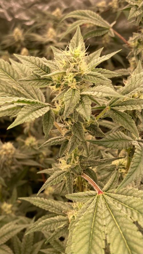 Jelly Breath S1 (In House Genetics). Week 20