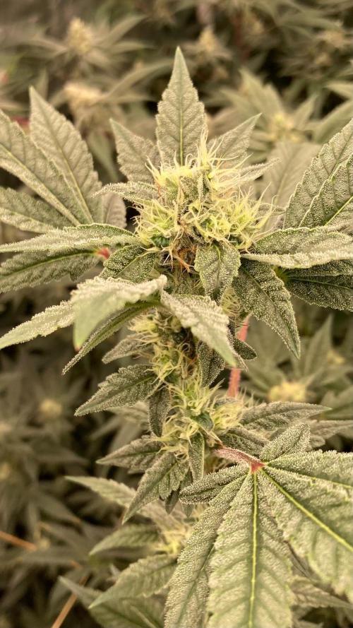 Jelly Breath S1 (In House Genetics). Week 20