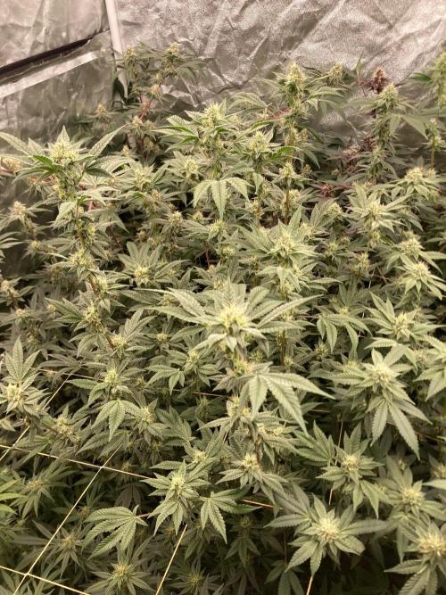 Jelly Breath S1 (In House Genetics). Week 20
