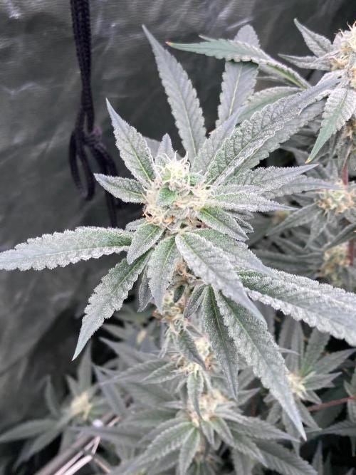 Atomic Jelly#2 (In House Genetics). Week 6
