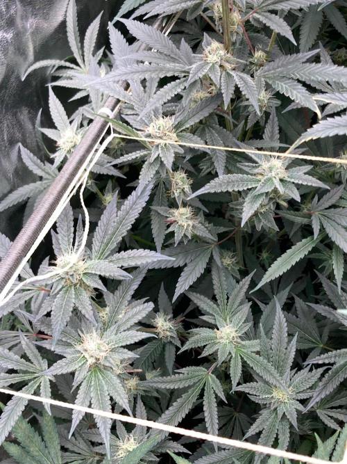 Atomic Jelly#2 (In House Genetics). Week 6