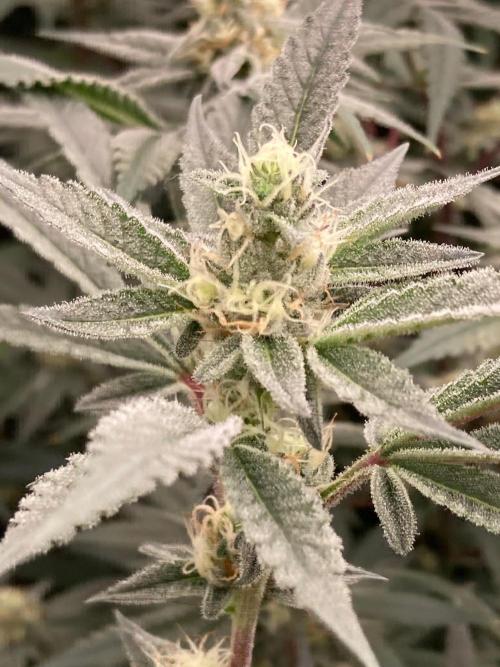 Atomic Jelly#2 (In House Genetics). Week 6