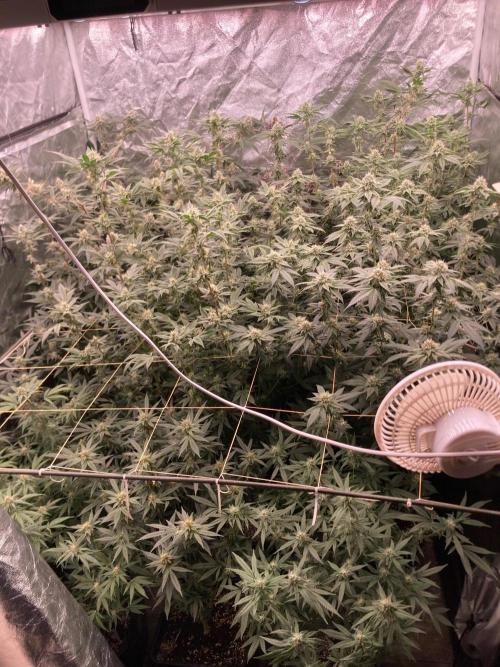 Atomic Jelly#2 (In House Genetics). Week 6