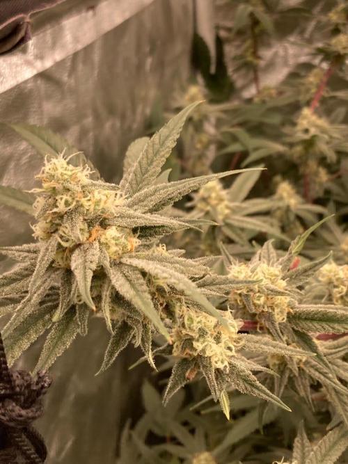 GasQuake (In House Genetics). Week 20