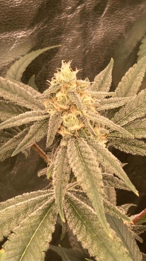 GasQuake (In House Genetics). Week 20