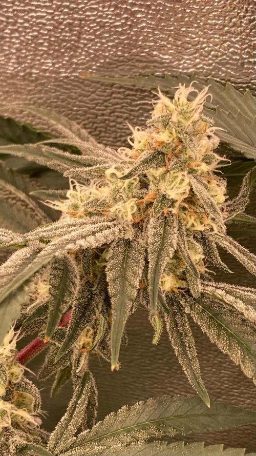 GasQuake (In House Genetics). Week 20