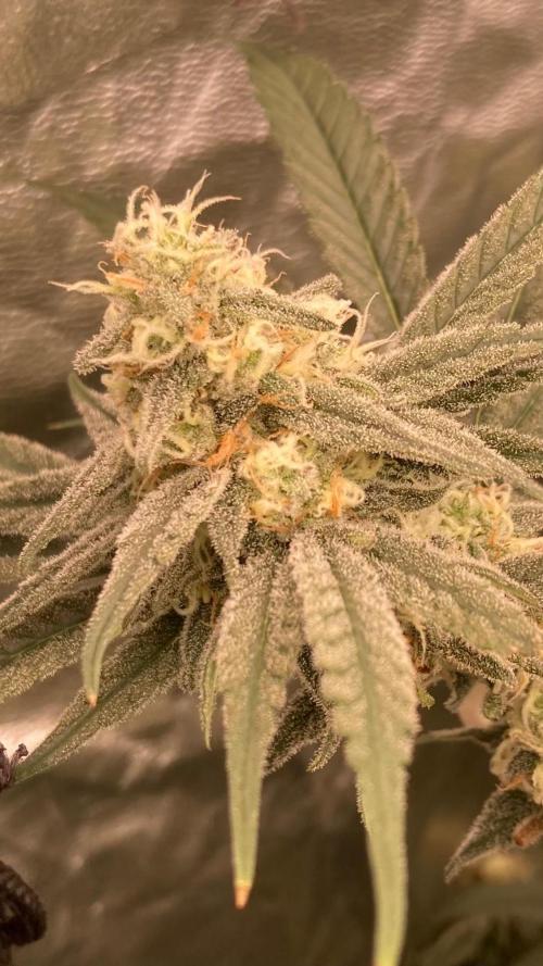 GasQuake (In House Genetics). Week 20