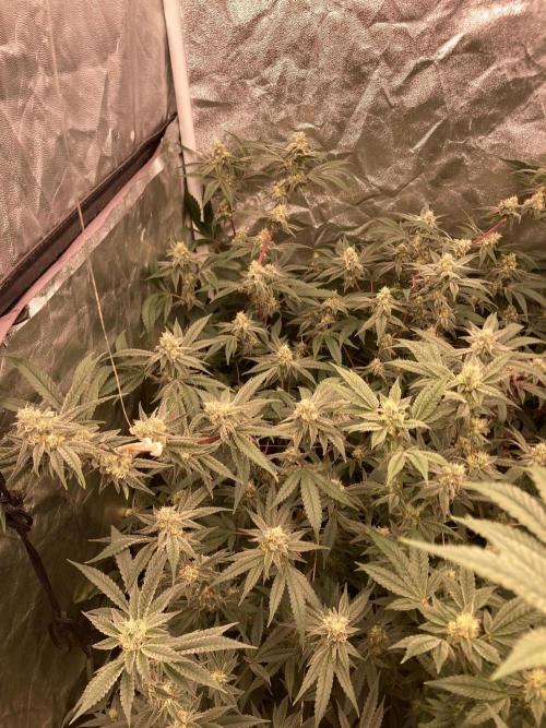 GasQuake (In House Genetics). Week 20