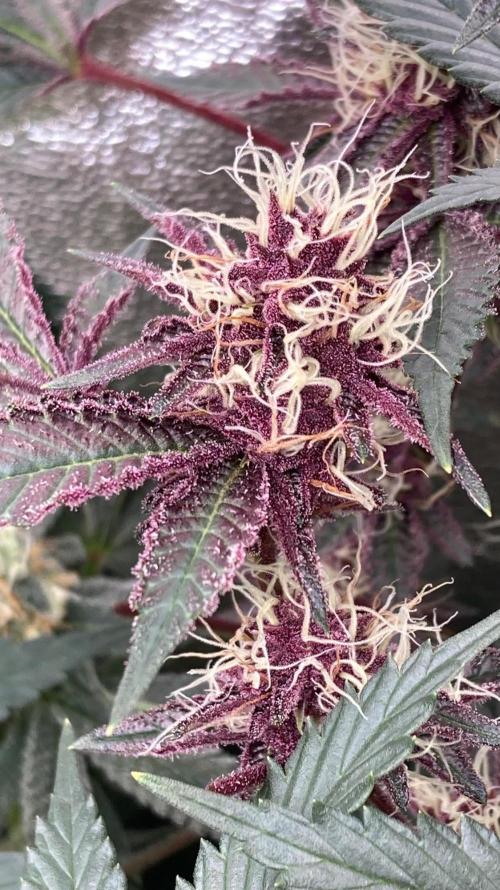 Pora’s Purple CN#6 (Relentless Genetics). Week 6