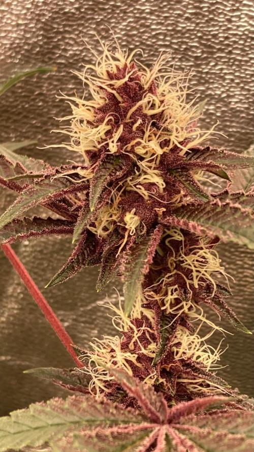 Pora’s Purple CN#6 (Relentless Genetics). Week 6