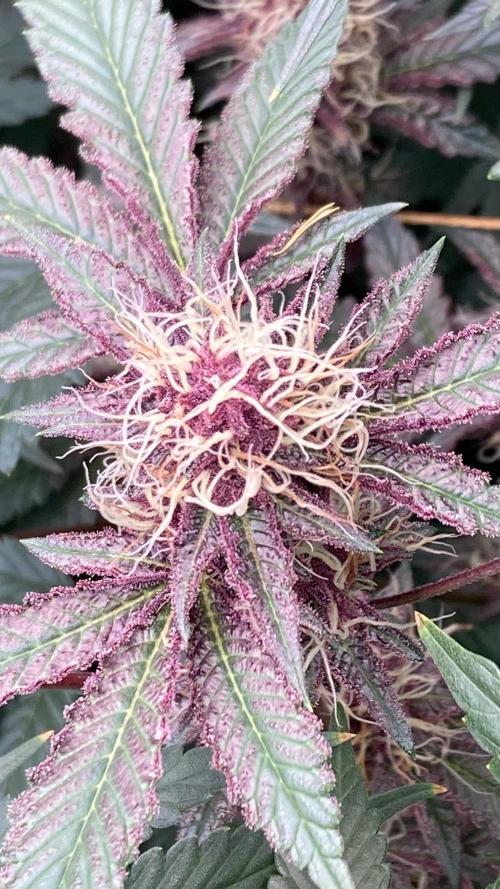 Pora’s Purple CN#6 (Relentless Genetics). Week 6