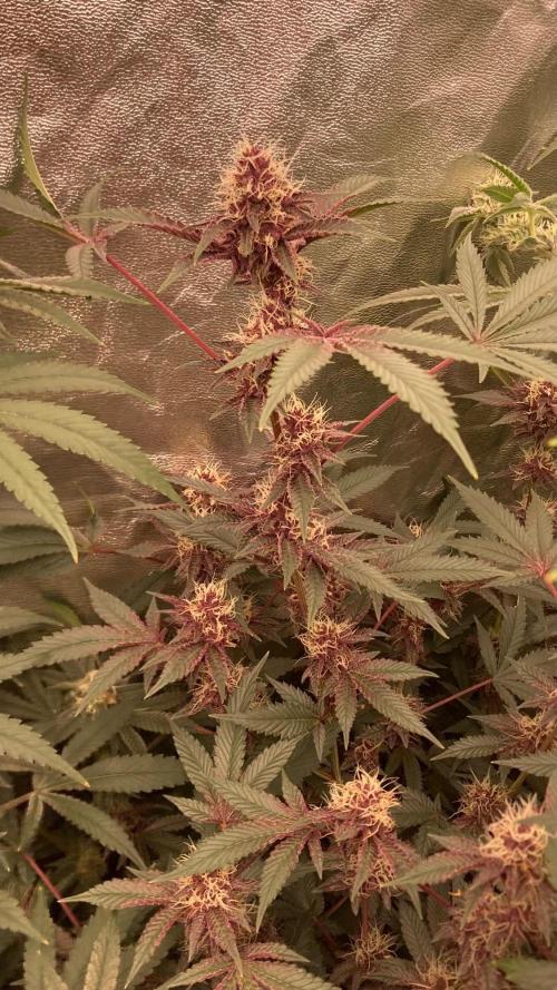 Pora’s Purple CN#6 (Relentless Genetics). Week 6