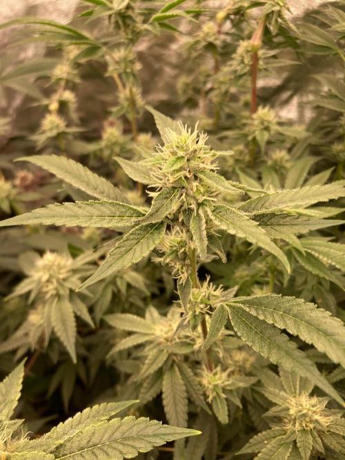 Pineapple Mojito S1. Week 16
