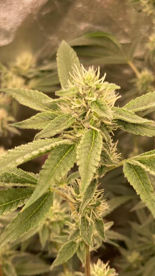 Pineapple Mojito S1. Week 16