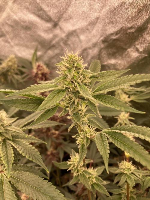 Pineapple Mojito S1. Week 16