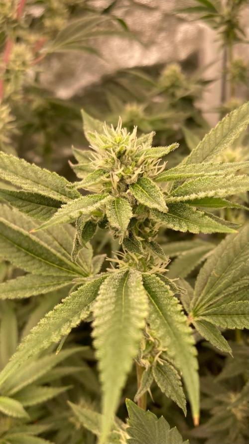 Pineapple Mojito S1. Week 16
