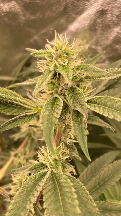 Pineapple Mojito S1. Week 16