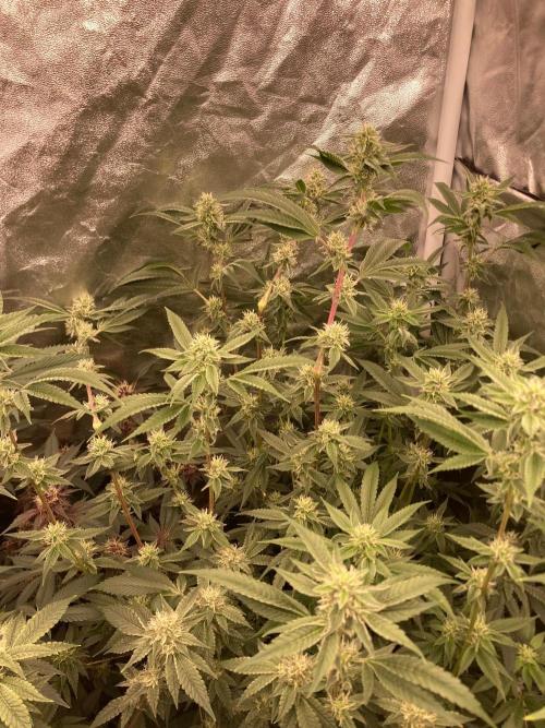 Pineapple Mojito S1. Week 16