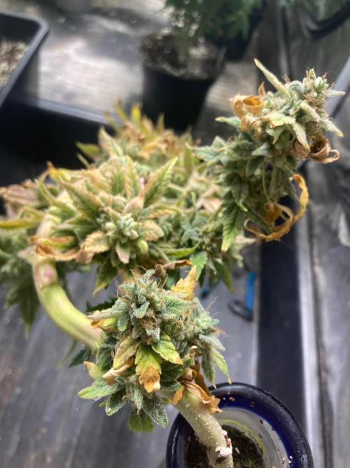 Double Smile (Mephisto Genetics). Week 14