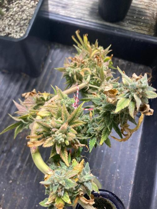 Double Smile (Mephisto Genetics). Week 14