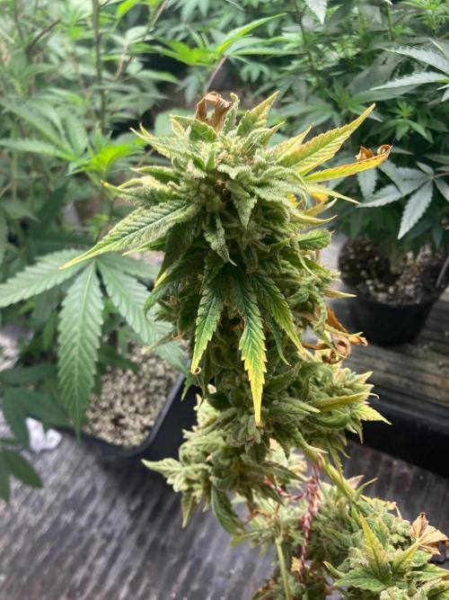 Double Smile (Mephisto Genetics). Week 14