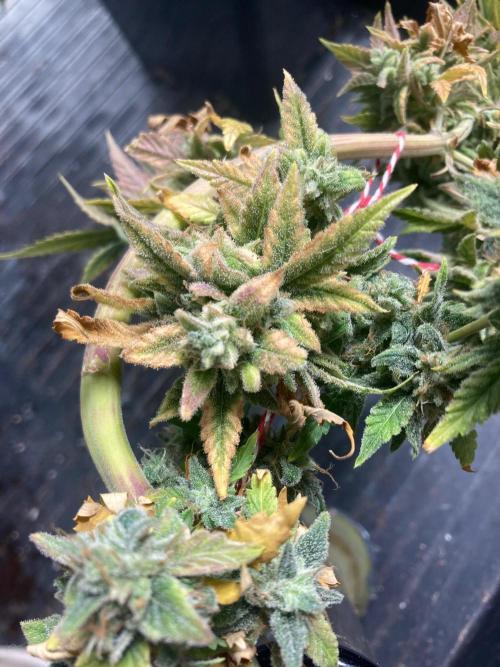 Double Smile (Mephisto Genetics). Week 14