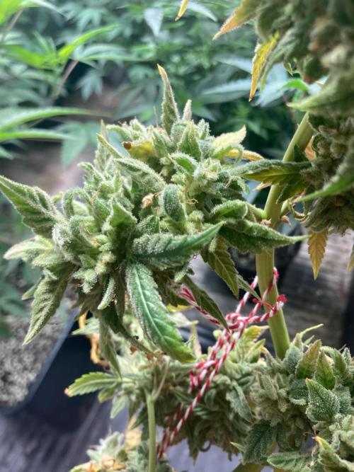 Double Smile (Mephisto Genetics). Week 14