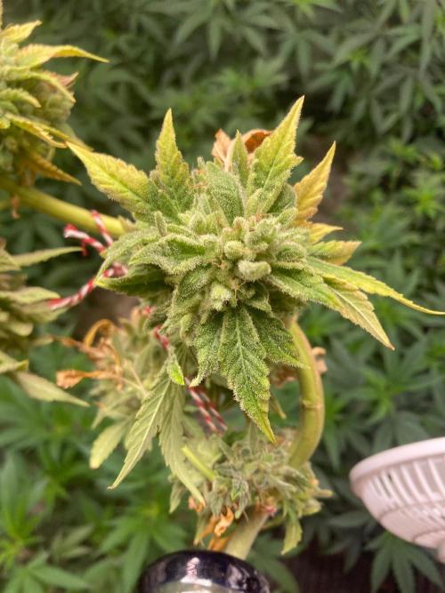 Double Smile (Mephisto Genetics). Week 14