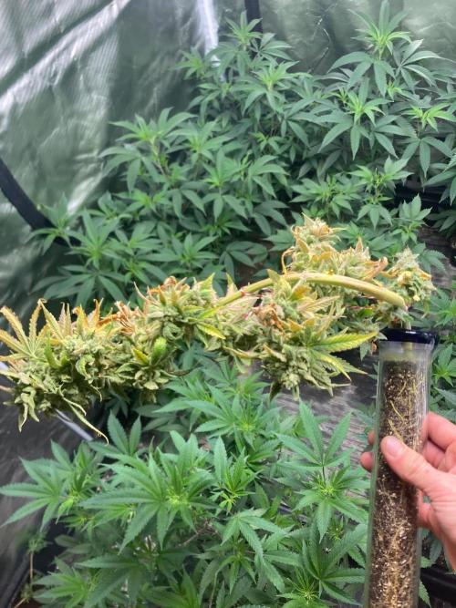 Double Smile (Mephisto Genetics). Week 14