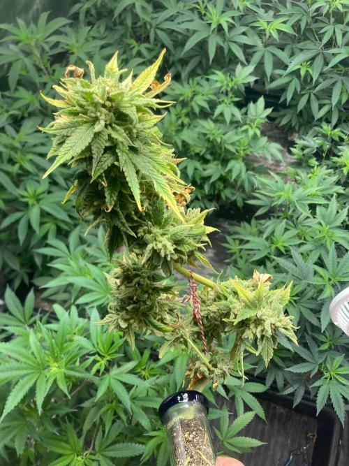 Double Smile (Mephisto Genetics). Week 14