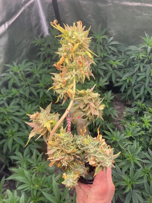 Double Smile (Mephisto Genetics). Week 14