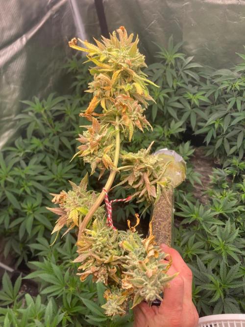 Double Smile (Mephisto Genetics). Week 14