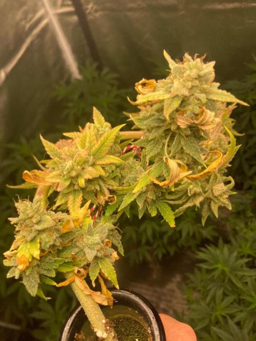 Illuminauto #52 - Double Smile. Week 14