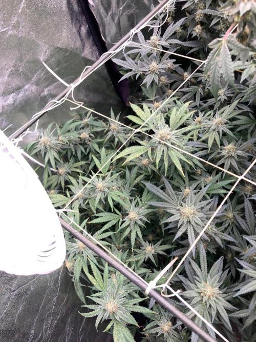 White Rhino (Green House Seeds). Week 21