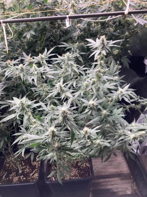 White Rhino (Green House Seeds). Week 21