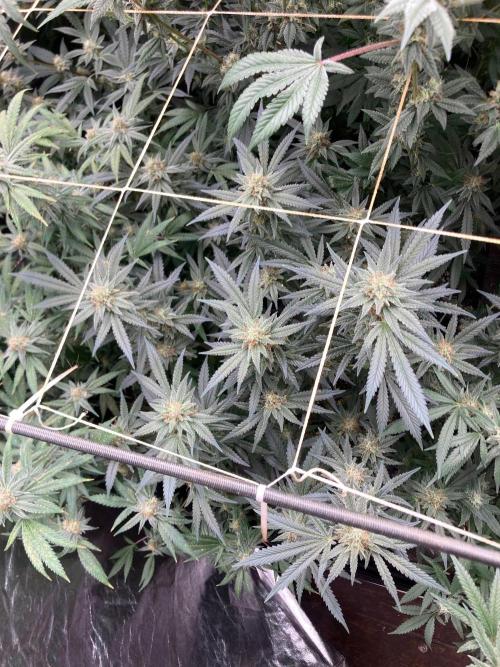 White Rhino (Green House Seeds). Week 21