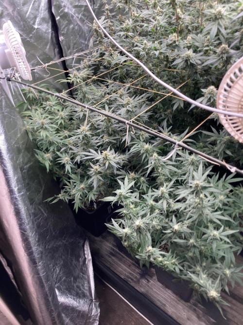 White Rhino (Green House Seeds). Week 21