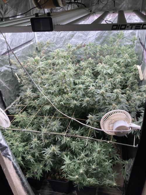 White Rhino (Green House Seeds). Week 21