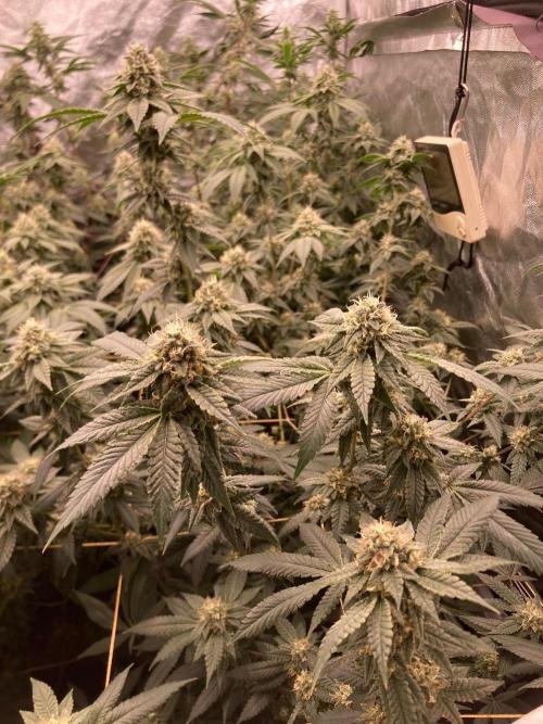 Windu (Wizard Trees). Week 21