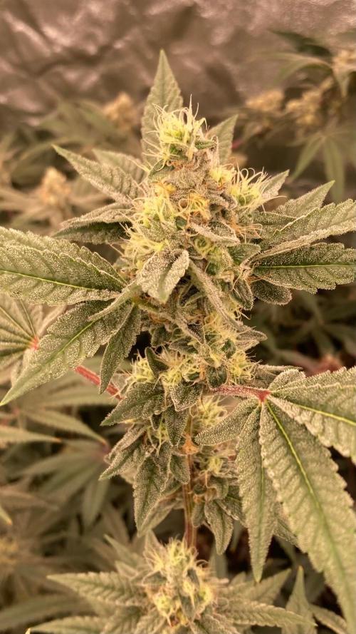 Jelly Breath S1 (In House Genetics). Week 21