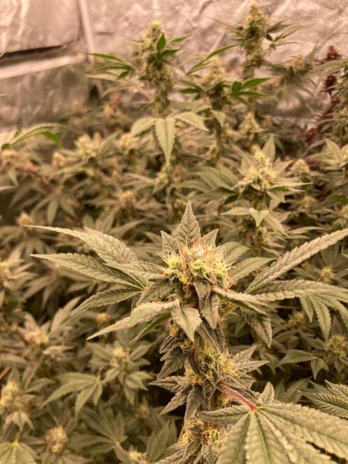 Jelly Breath S1 (In House Genetics). Week 21