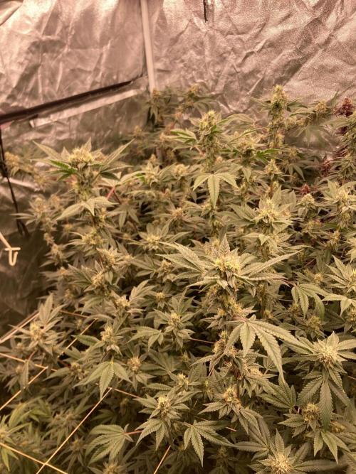 Jelly Breath S1 (In House Genetics). Week 21